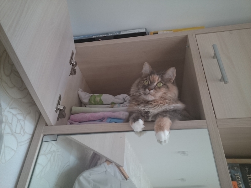 Поговорим о кошках43