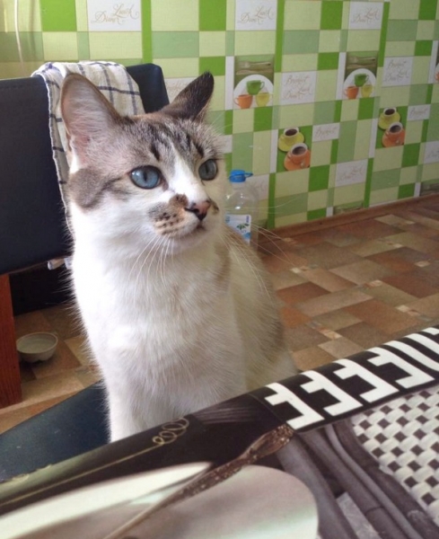 Поговорим о кошках43