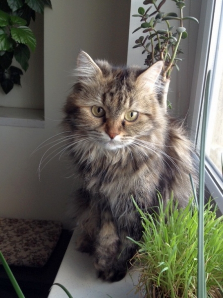 Поговорим о кошках43