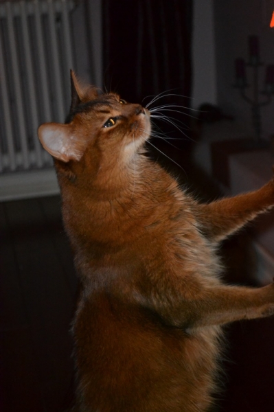 Поговорим о кошках43