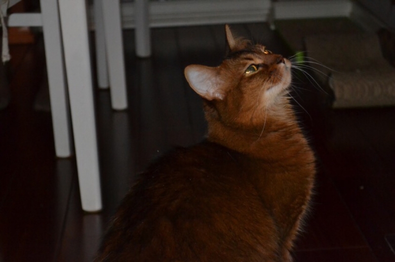 Поговорим о кошках43