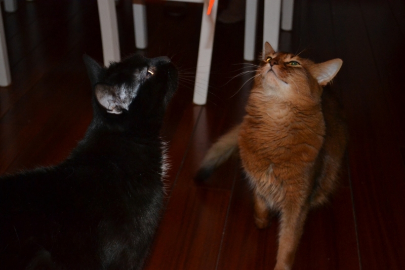 Поговорим о кошках43