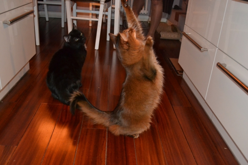 Поговорим о кошках43