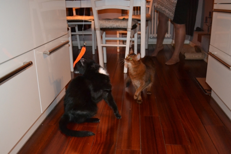 Поговорим о кошках43