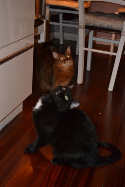 Поговорим о кошках43