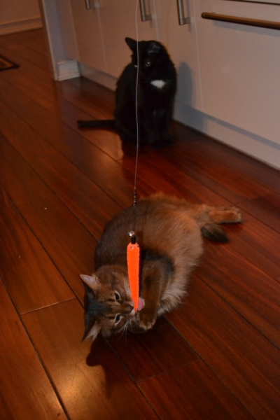 Поговорим о кошках43