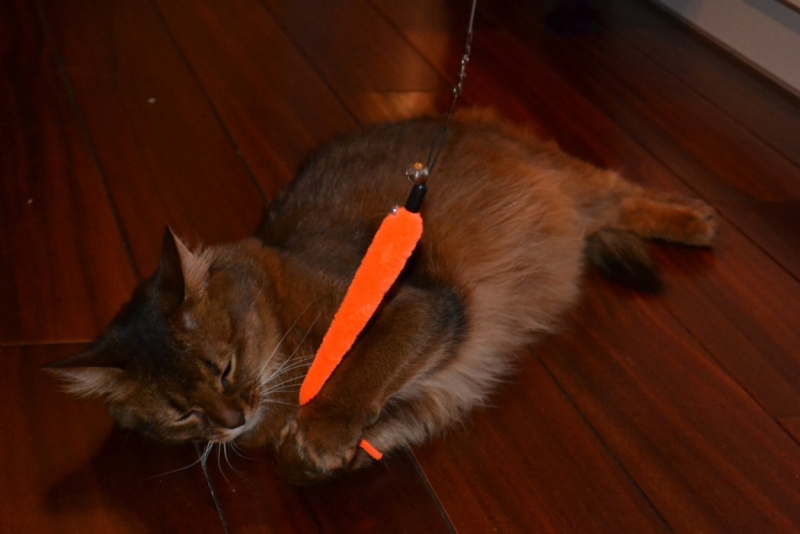 Поговорим о кошках43