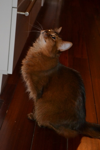 Поговорим о кошках43