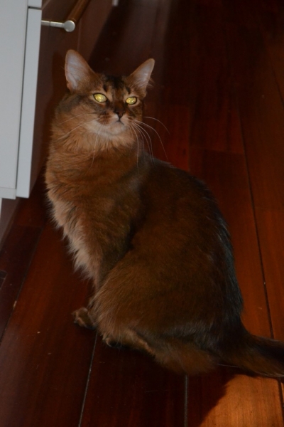 Поговорим о кошках43