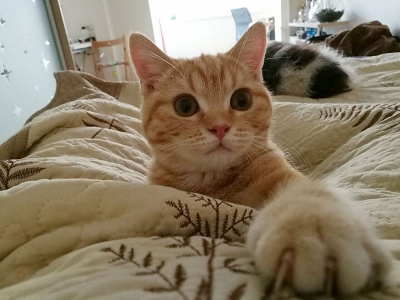 Поговорим о кошках43