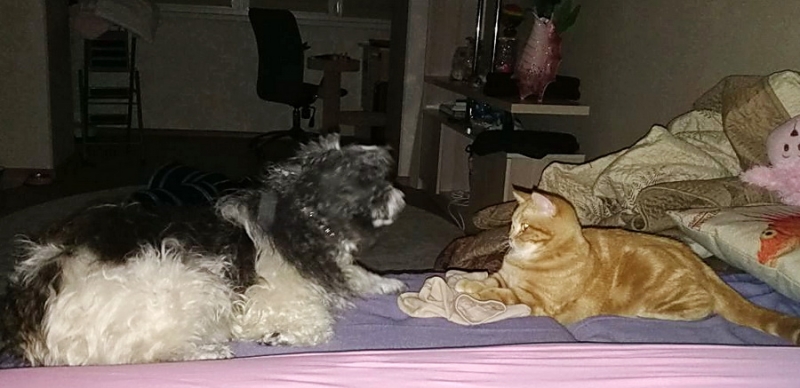 Поговорим о кошках43