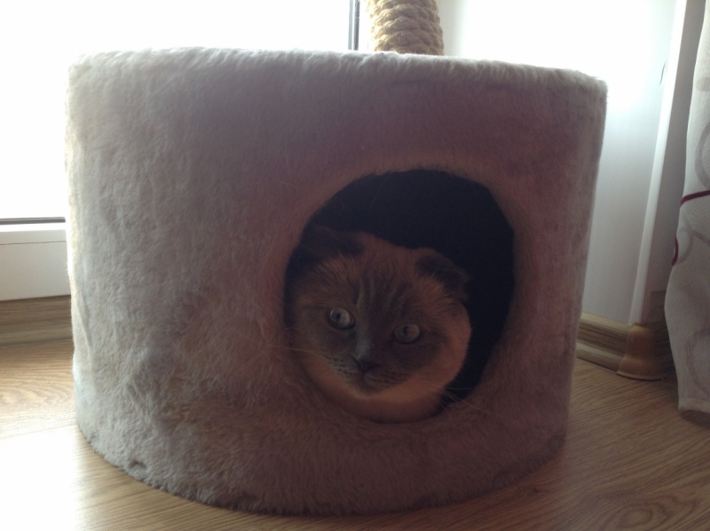 Поговорим о кошках43