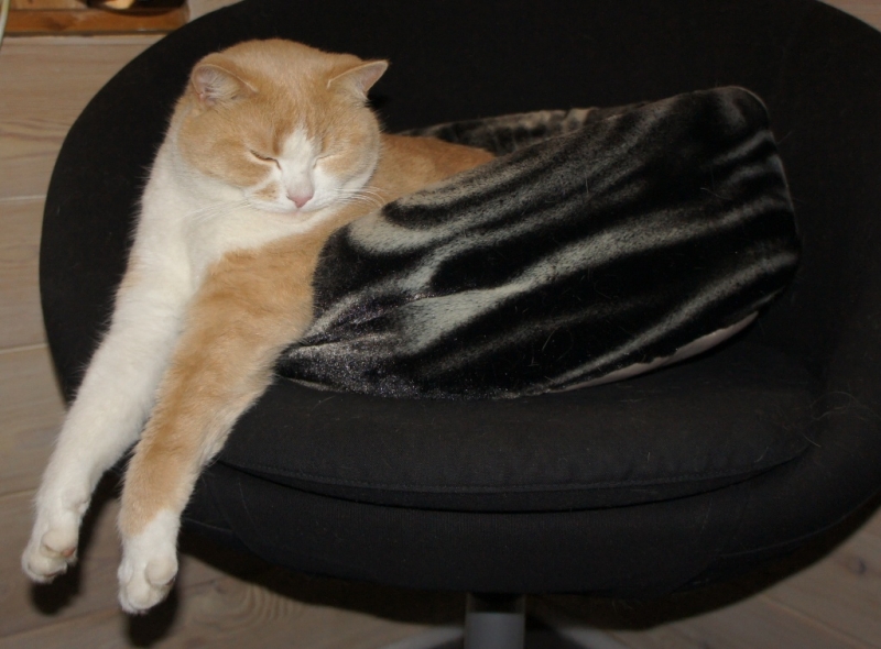 Поговорим о кошках43