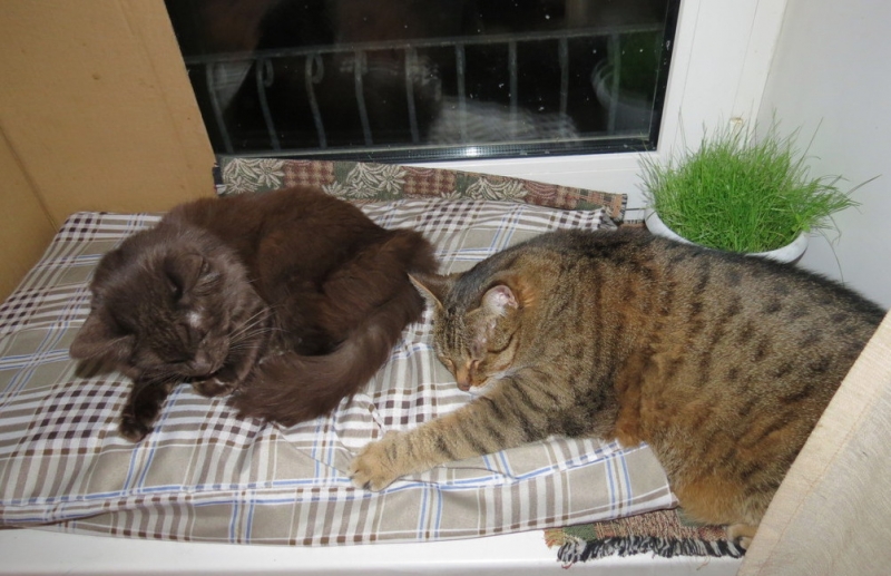 Поговорим о кошках43