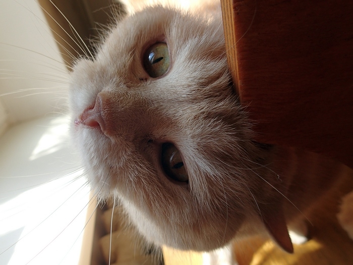 Поговорим о кошках43