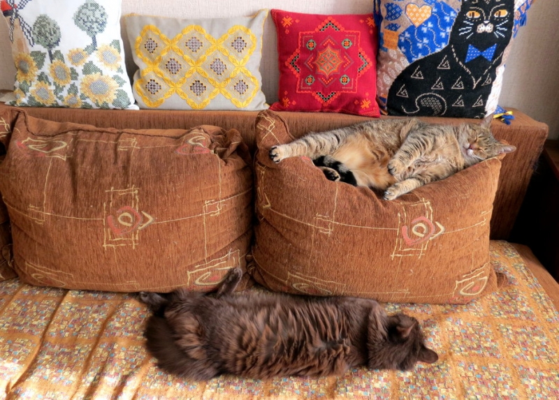 Поговорим о кошках43