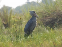 Китоглав P8207667.jpg