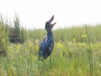 Китоглав P8207648.jpg