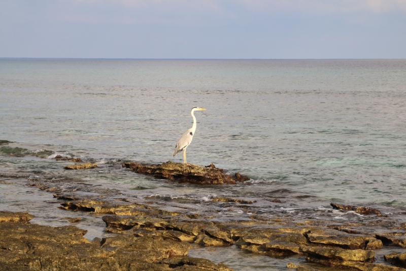 Атолл Goidhu (Гойду) и его острова Fulhadhoo (Фулхадху, Фуладу) и Goidhoo (Гойдху)