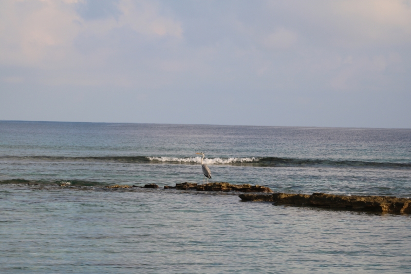 Атолл Goidhu (Гойду) и его острова Fulhadhoo (Фулхадху, Фуладу) и Goidhoo (Гойдху)