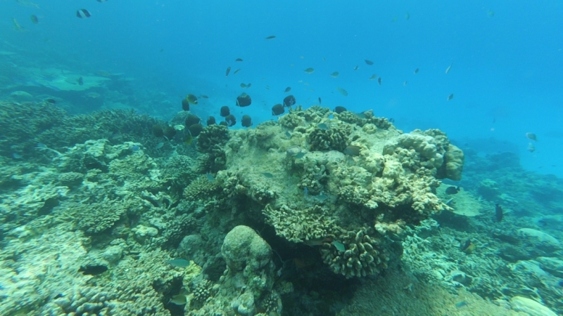 Снорк на домашних рифах курортов и аборигенских островов: отзывы (фото, видео)