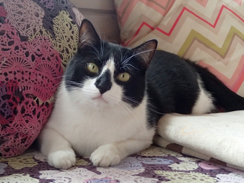 Поговорим о кошках43