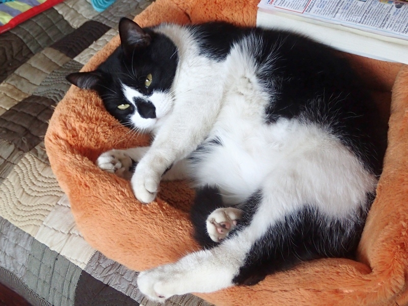 Поговорим о кошках43