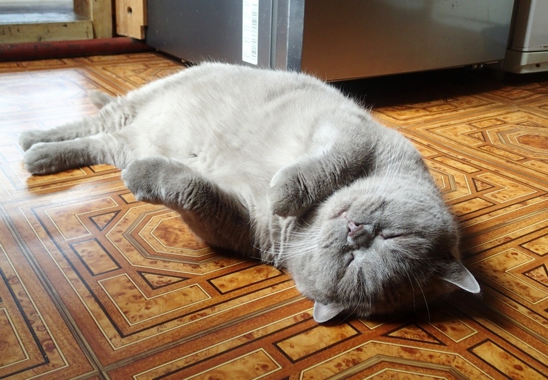 Поговорим о кошках43