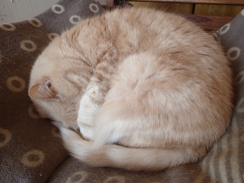 Поговорим о кошках43