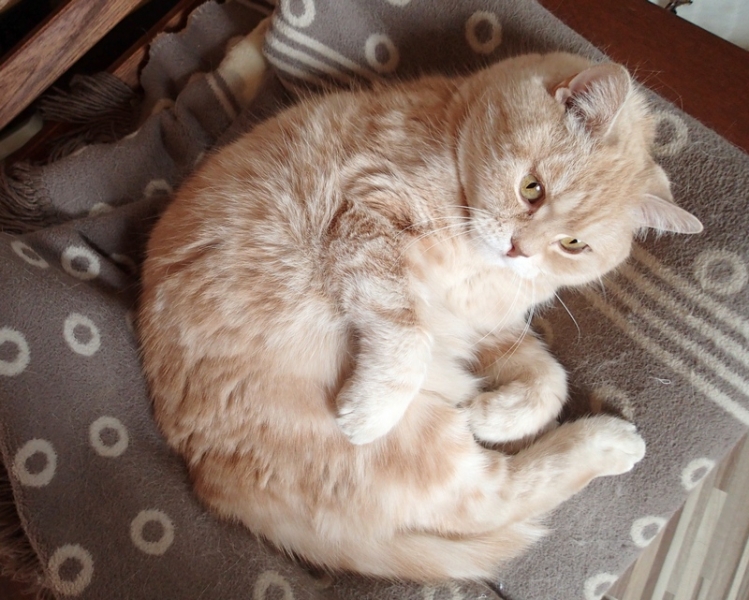 Поговорим о кошках43