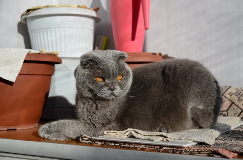 Поговорим о кошках43