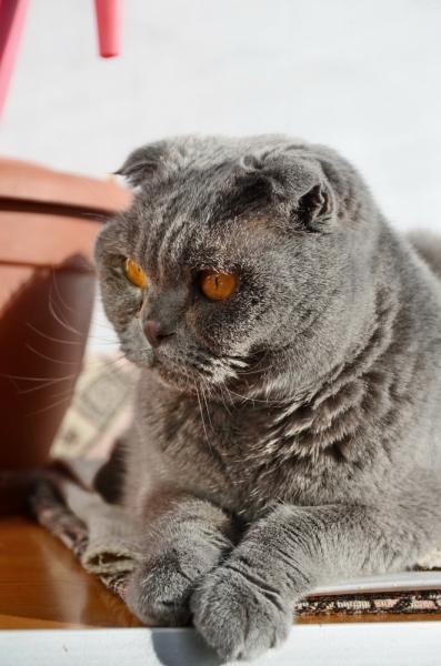 Поговорим о кошках43