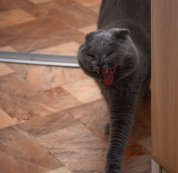 Поговорим о кошках43