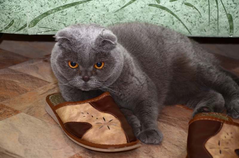 Поговорим о кошках43