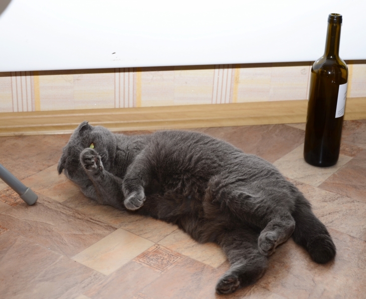 Поговорим о кошках43