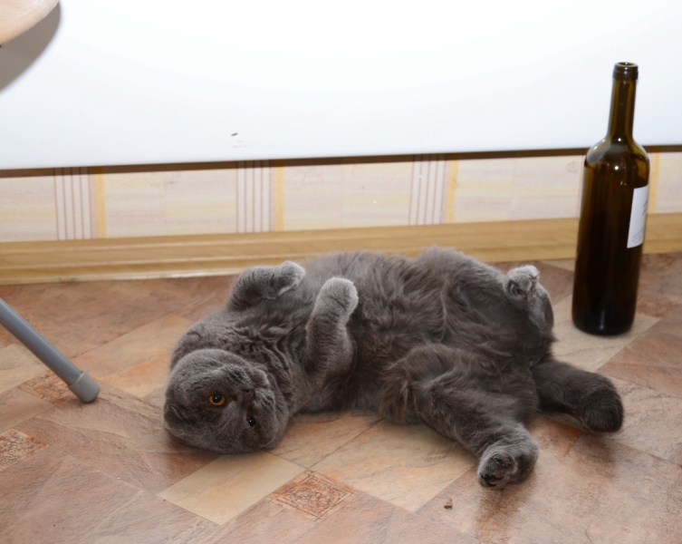 Поговорим о кошках43