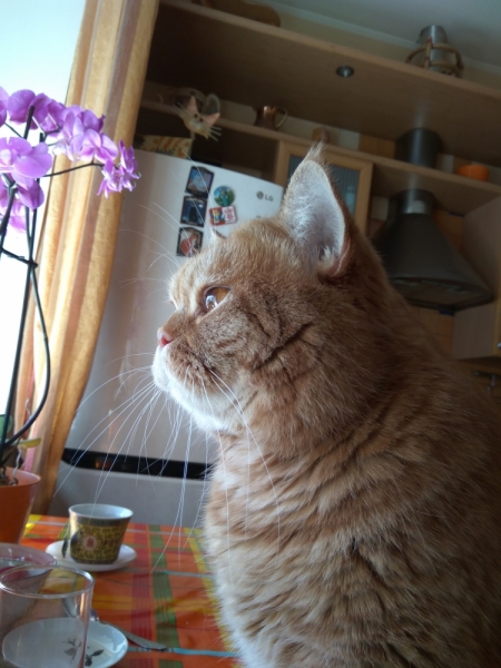 Поговорим о кошках43