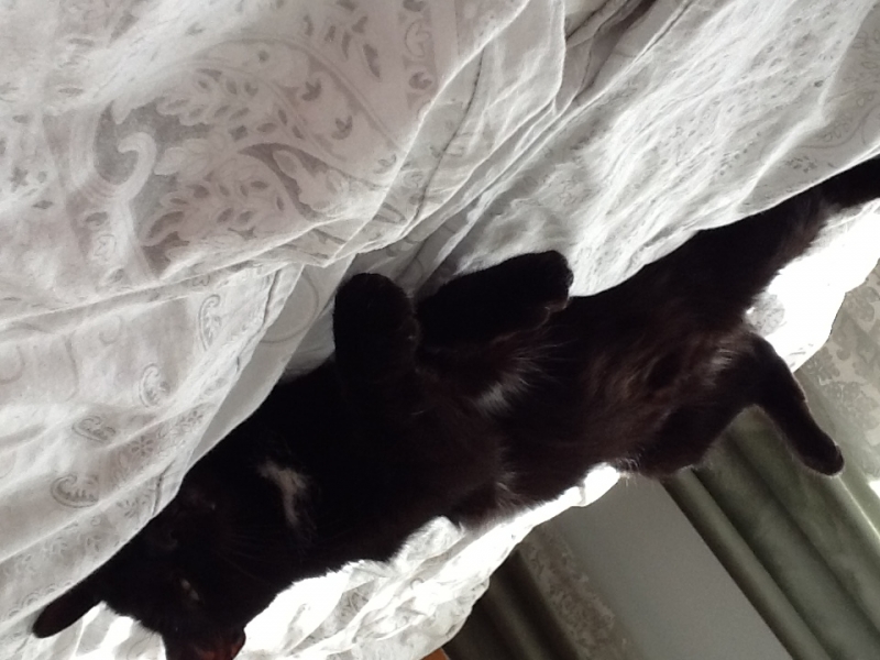 Поговорим о кошках43