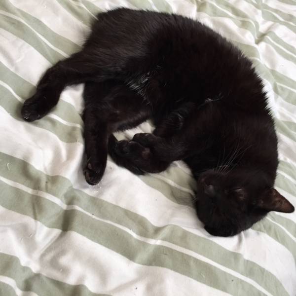 Поговорим о кошках43