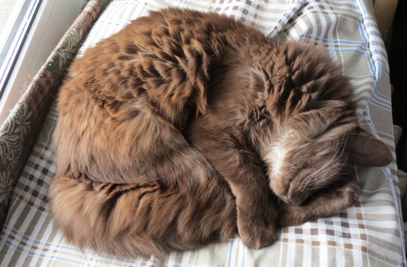 Поговорим о кошках43