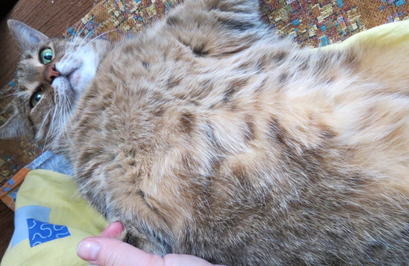 Поговорим о кошках43