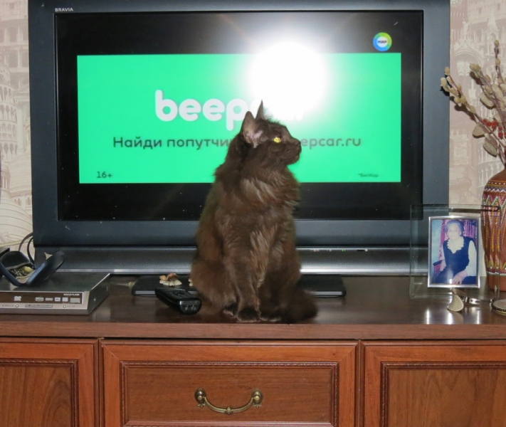 Поговорим о кошках43