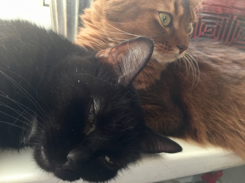 Поговорим о кошках43