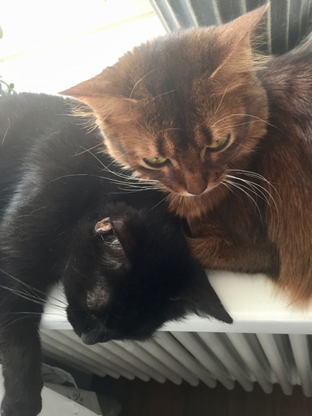 Поговорим о кошках43