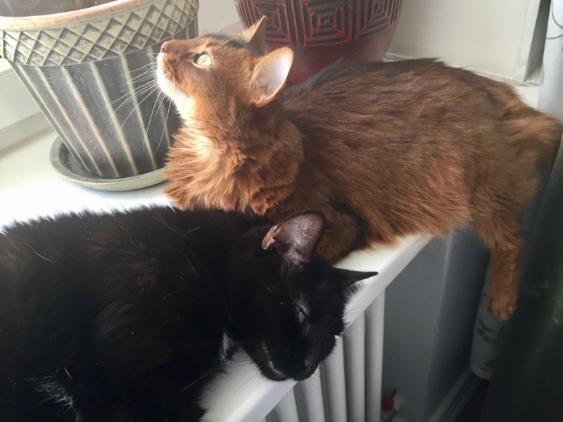 Поговорим о кошках43