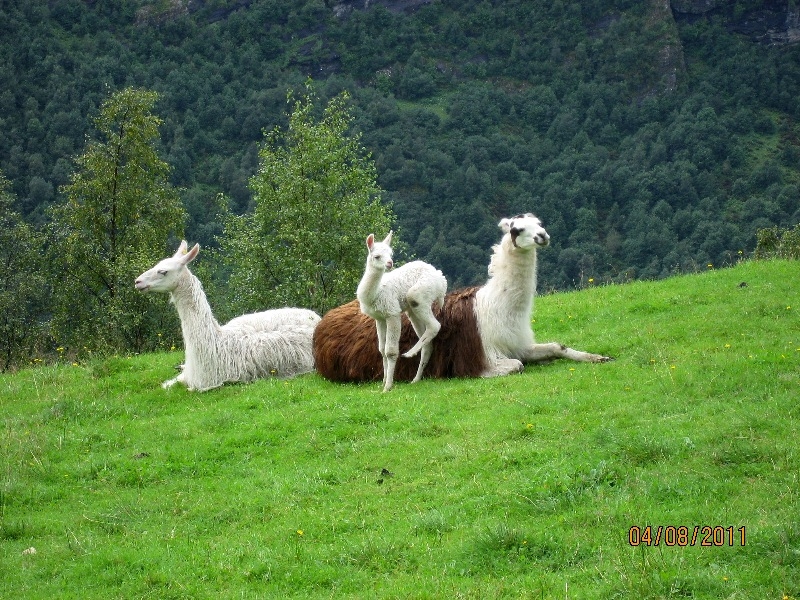 Дети (4 и 8 лет) в гостях у троллей дождливым летом 2011