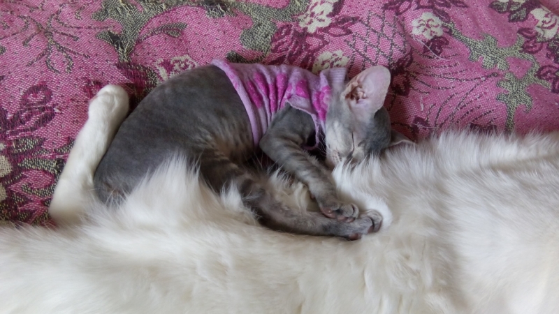 Поговорим о кошках43