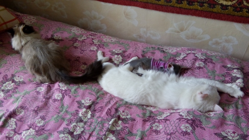 Поговорим о кошках43