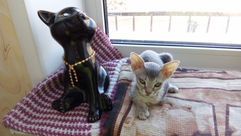 Поговорим о кошках43