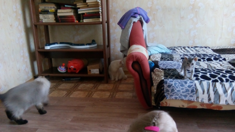 Поговорим о кошках43